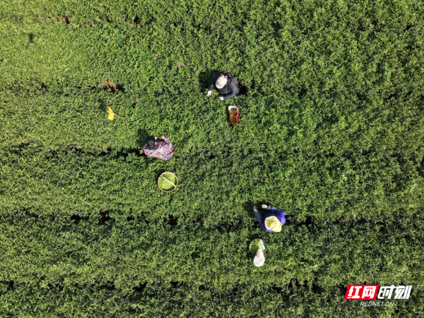 鹅形山问茶②｜一叶兰香入烟火 茶垄间长出乡村振兴新图景